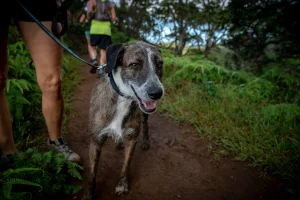 Briones Regional Park, a dog-friendly hiking trail in Concord, California