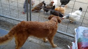 Dog with chickens at Dog & Pony Ranch