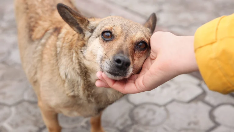 Town of Truckee, a dog-friendly animal rescue in Truckee, California