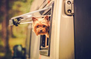 A small brown-furred dog looks out from the window of a Wheel-Er In camper van, its pointed ears and alert expression revealing a keen interest in its surroundings. The blurred background hints at lush greenery enveloping this comfortable mobile retreat.