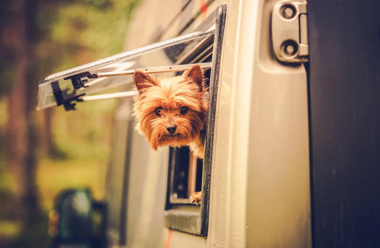Wheel-Er In Family Resort, a dog-friendly hotel in Earp, California
