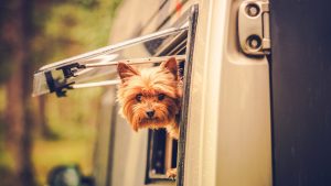 A small brown-furred dog looks out from the window of a Wheel-Er In camper van, its pointed ears and alert expression revealing a keen interest in its surroundings. The blurred background hints at lush greenery enveloping this comfortable mobile retreat.