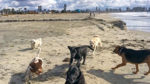 Coronado Dog Beach