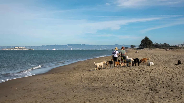 SFDOG