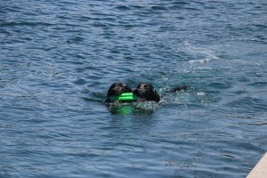 Two black dogs swim together in clear blue water, each gripping a green toy. The ripples in the water mirror their activity, and a concrete edge is visible on the right. This scene captures an ideal day of swimming by a peaceful lake.