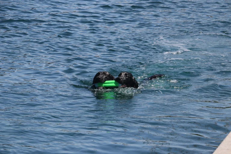 Shasta Lake, a dog-friendly lake in Shasta Lake, California