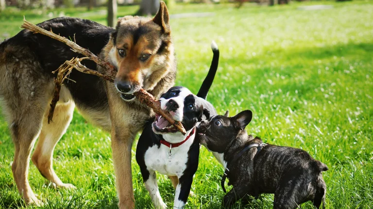 FIDO Field