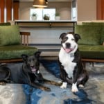 2 big dogs welcoming you to the Fairfield Inn and Suites in Redding