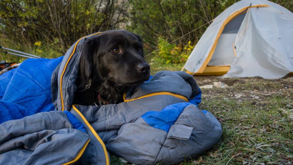 Dog in sleeping bad with tent in background