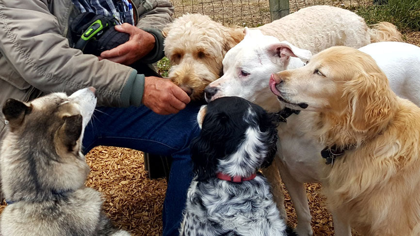 Photo by Fort Bragg Dog Park.