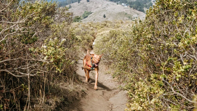 Off-leash fun at Four Corners.