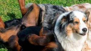 Freedom Park dogs