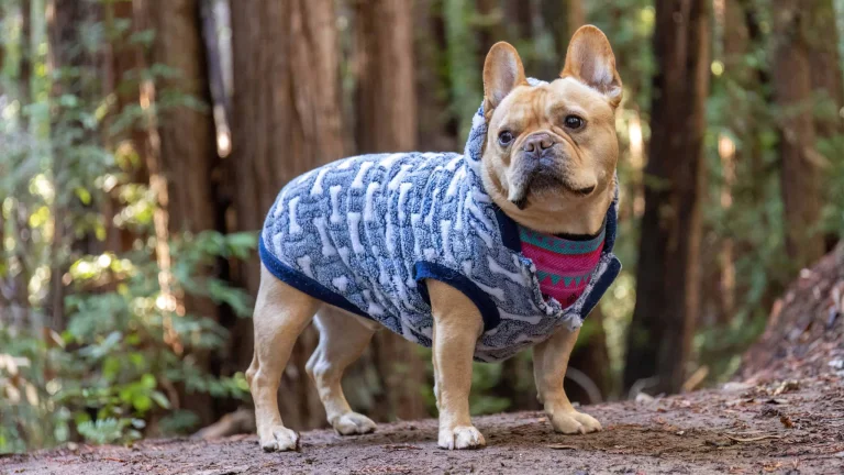 Mendocino National Forest, a dog-friendly hiking trail in Upper Lake, California
