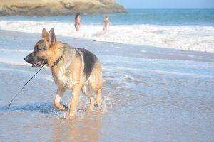 German Shepherd at Mitchells Cove, Santa Cruz