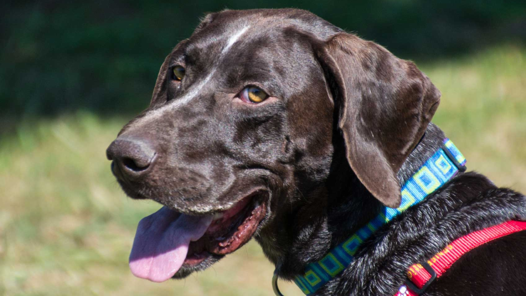 Photo by NorCal GSP Rescue.