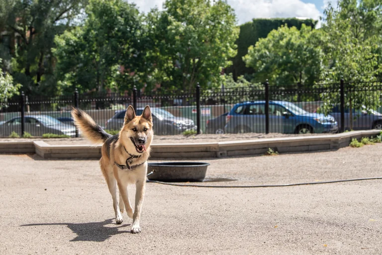 Walter Haas Dog Play Area, a dog-friendly dog park in San Francisco, California