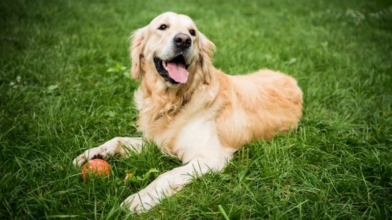 NORCAL Golden Retriever Rescue
