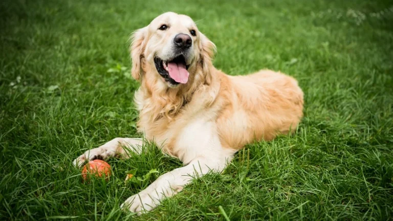 NORCAL Golden Retriever Rescue, a dog-friendly animal rescue in Menlo Park, California