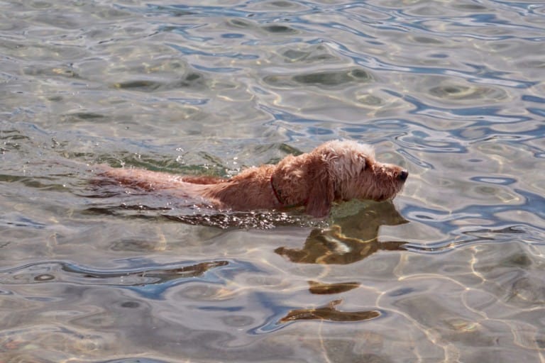 Goldendoodle dog swimming in Lake Tahoe