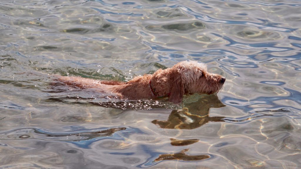 Goldendoodle dog swimming in Lake Tahoe