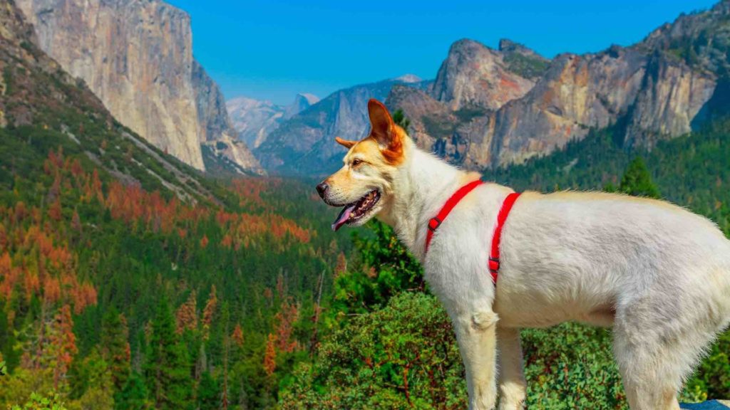 cattle dog in from of scenic overlook at Yosemite National Park