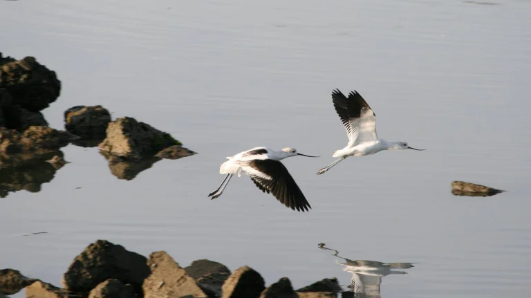 Heron's Head Park, a dog-friendly hiking trail in San Francisco, California