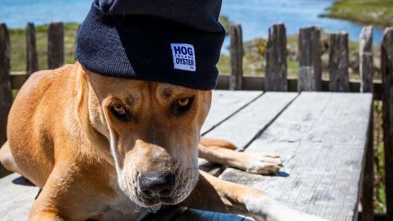 Hog Island Oyster Company, a dog-friendly restaurant in Marshall, California