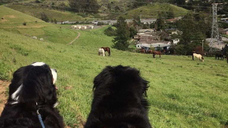 Horse Hill – Alto