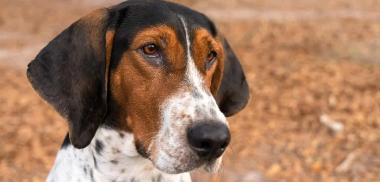 Heartfelt Hound Rescue