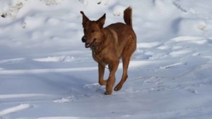Dog trotting in snow