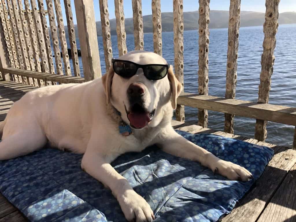 Happy yellow lab wearing sunglasses on deck at Nick's cove with ocean view