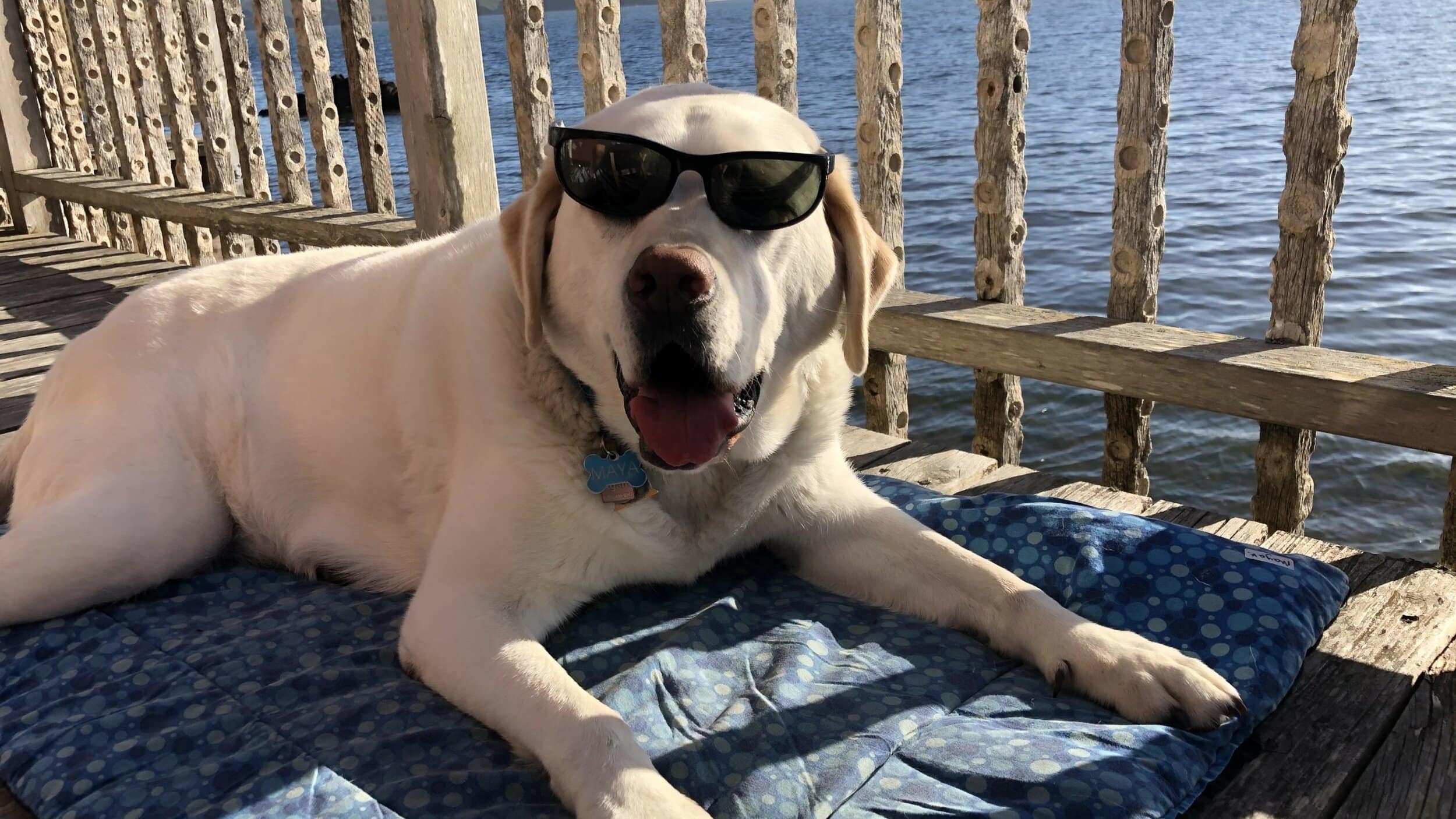 Happy yellow lab wearing sunglasses on deck at Nick's cove with ocean view