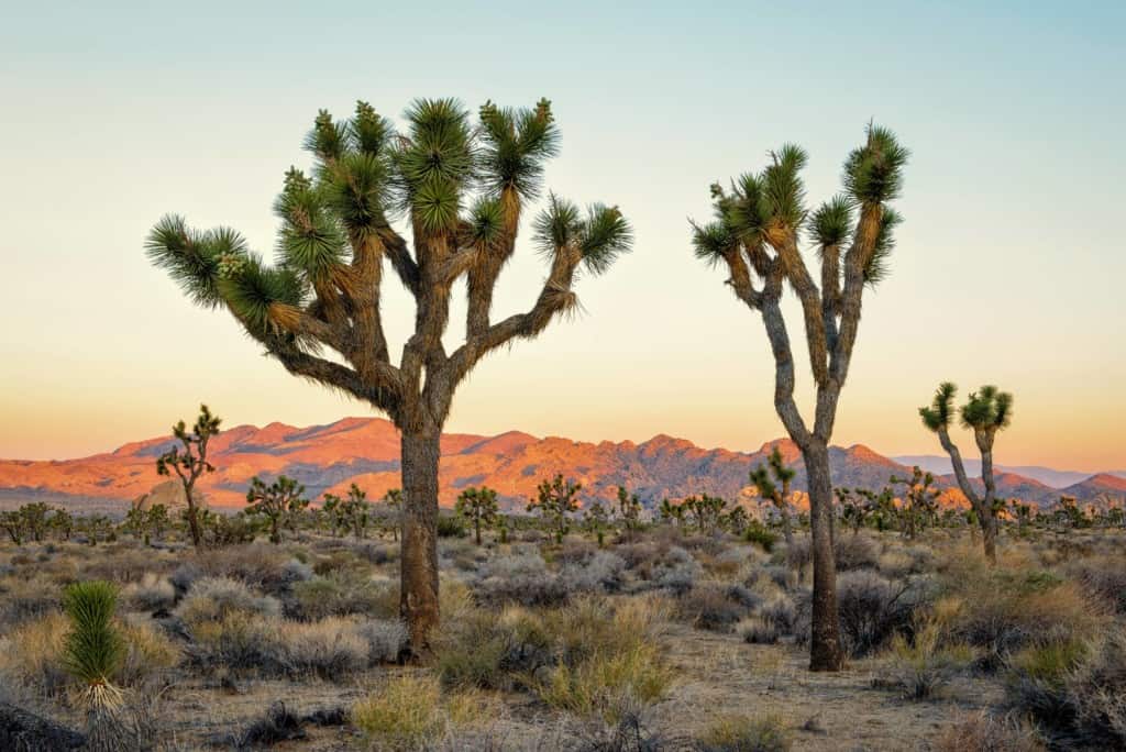 joshua tree permite perros