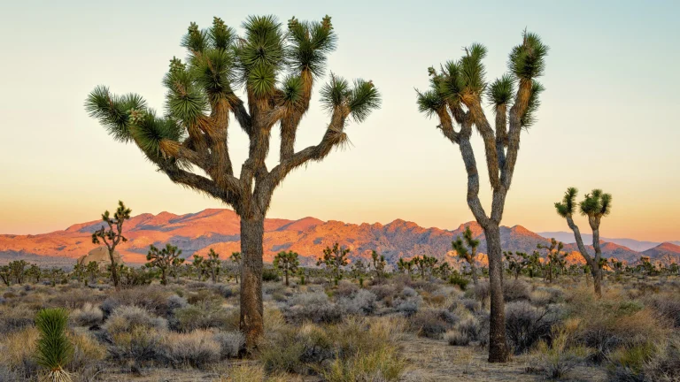 Joshua Tree National Park, a dog-friendly park in Twentynine Palms, California