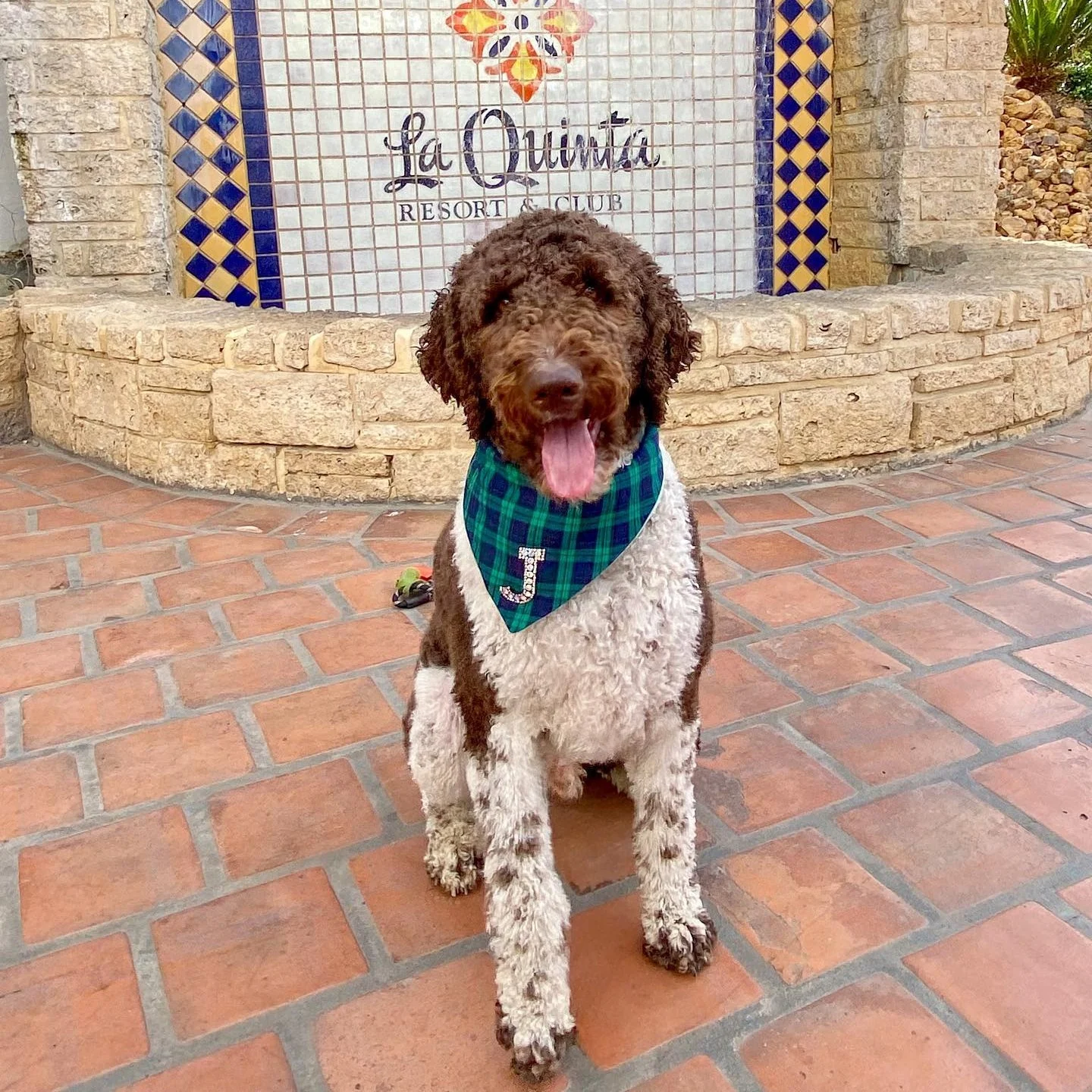 La Quinta Resort & Club dog in front of tile sign.