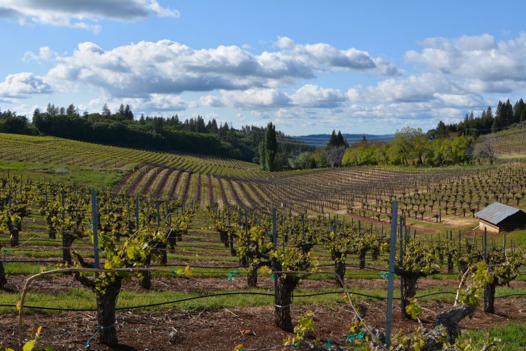 Lava Cap vineyard