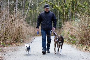Man walking dogs on the hiking trail