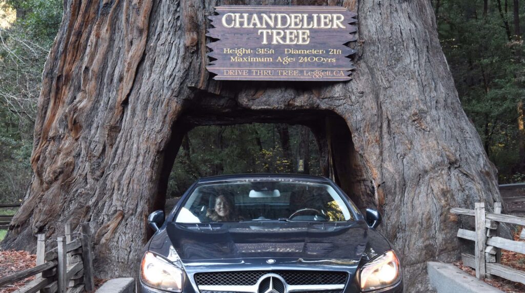 Chandelier Drive through tree