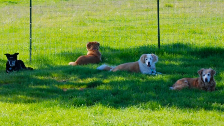Lily’s Legacy Senior Dog