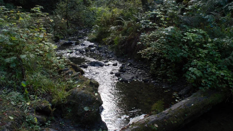 Van Damme State Park, a dog-friendly hiking trail in Little River, California