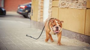Lost dog AdobeStock R2