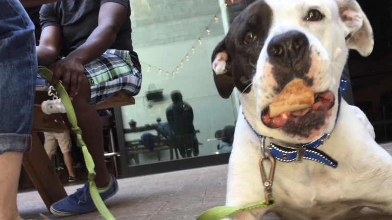 Mad Oak, a dog-friendly bar in Oakland, California