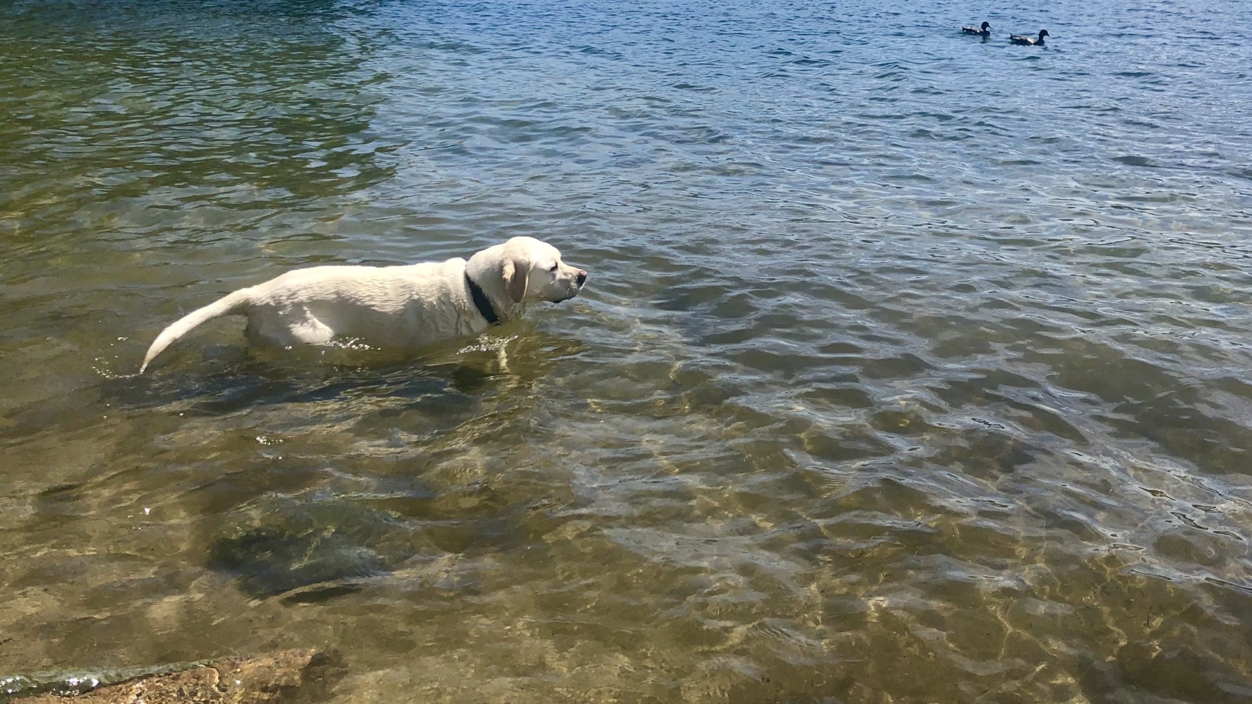 Maya lab dog at Bass Lake
