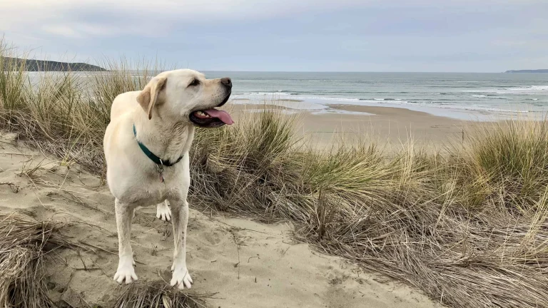 Dillon Beach: A adventure
