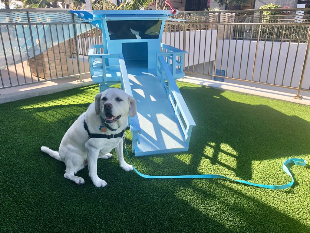 At the Paséa Hotel & Spa, a yellow Labrador Retriever, equipped with a harness and leash, sits on artificial grass. Nearby stands a blue dog play structure that features an accessible ramp. The area is securely fenced in, with surrounding buildings and palm trees evident in the background. The dog's leash stretches out across the grass.