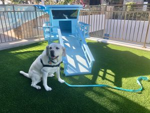 Maya at the Paw-séa private dog park for guests of Paséa Hotel & Spa in Huntington Beach. Photo by Dave Kendrick.