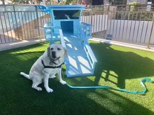 Maya at the Paw-séa private dog park for guests of Paséa Hotel & Spa in Huntington Beach.