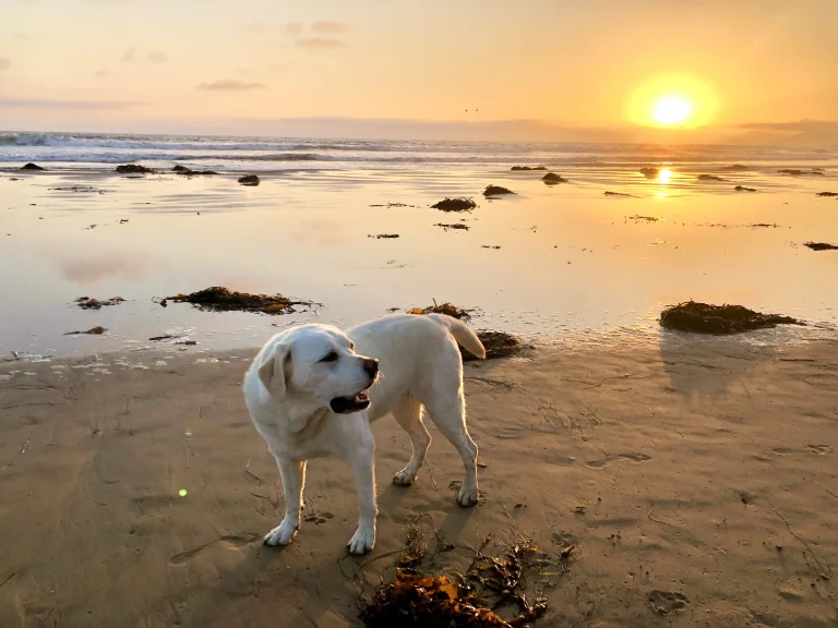 Pismo State Beach