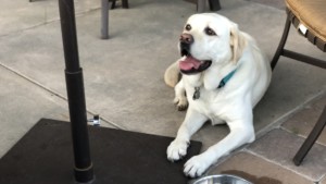 yellow lab under table at the Range Cafe