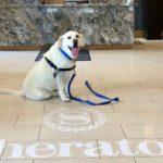 Yellow lab Maya sits in the lobby of Sheraton Redding Hotel.